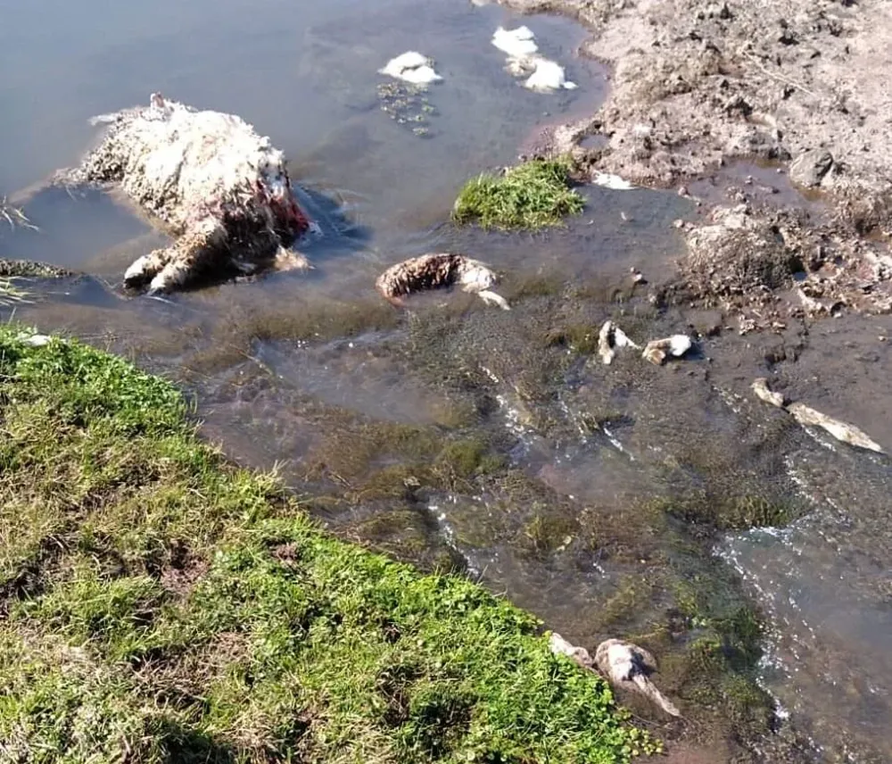 El productor sacó una sola foto, la molestia y la impotencia le impidieron sacar más.