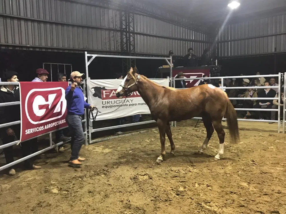 El remate Potros por un sueño se realizó en la manguera de la Rural del Prado.