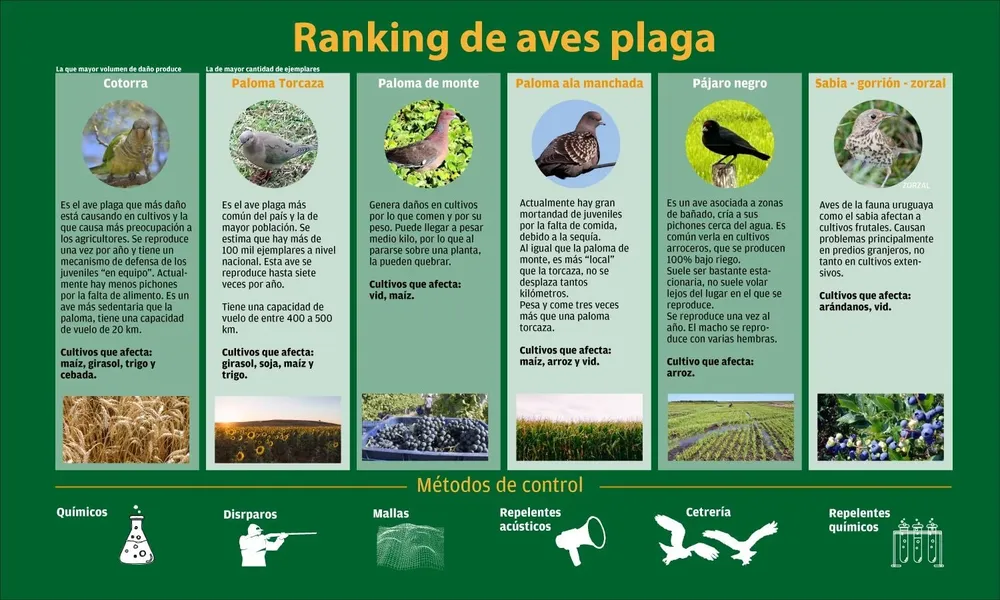 Girar el dispositivo para ver la infografía.