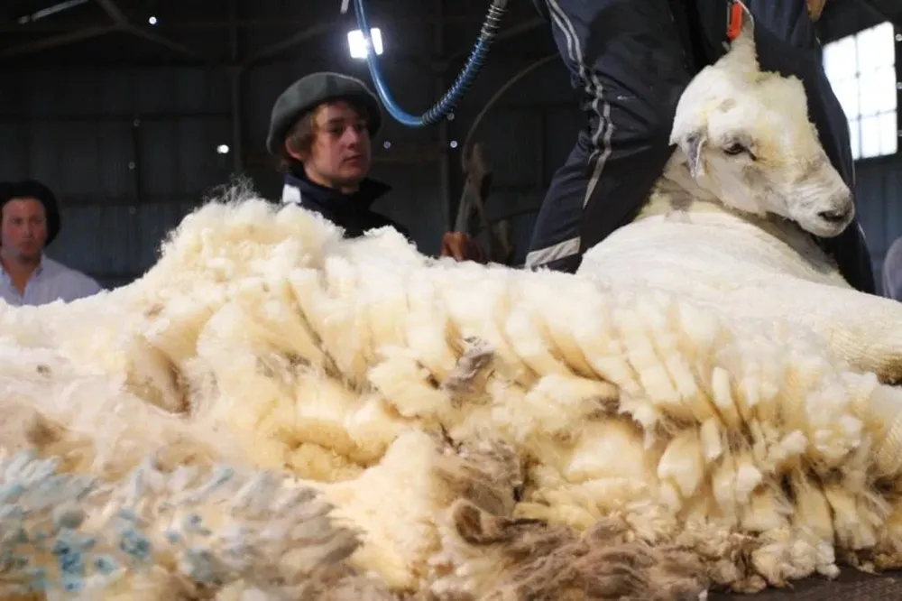 Mercado está pagando la diferencia de calidad en finuras Merino según operadores del sector