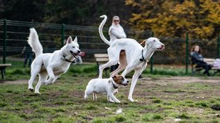 Los perros comprenden a sus dueños sin que estos hablen. 