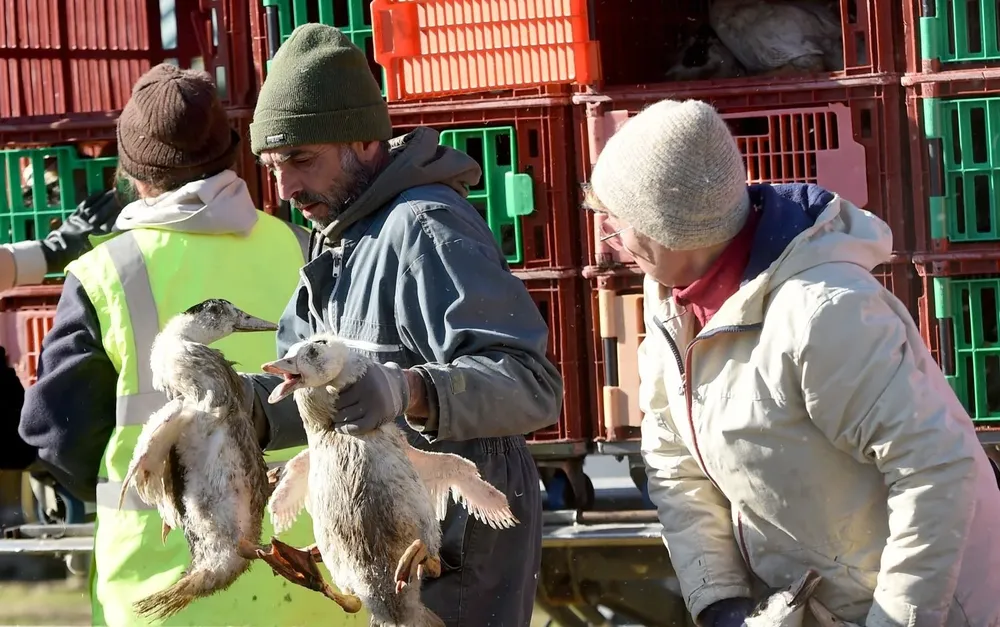 Sacrificio de aves en Europa, para evitar la propagación de la gripe aviar.