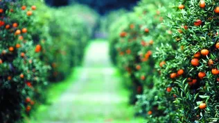 HLB es la enfermedad más destructiva de los citrus a nivel mundial.