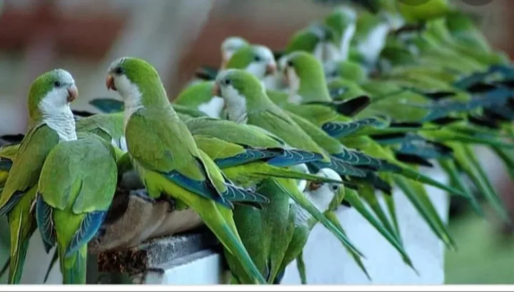 La cotorra es considerada plaga en Uruguay.