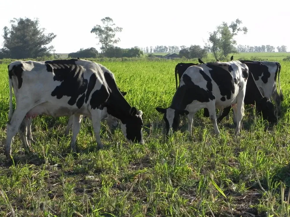 Los problemas para los productores no se acaban.