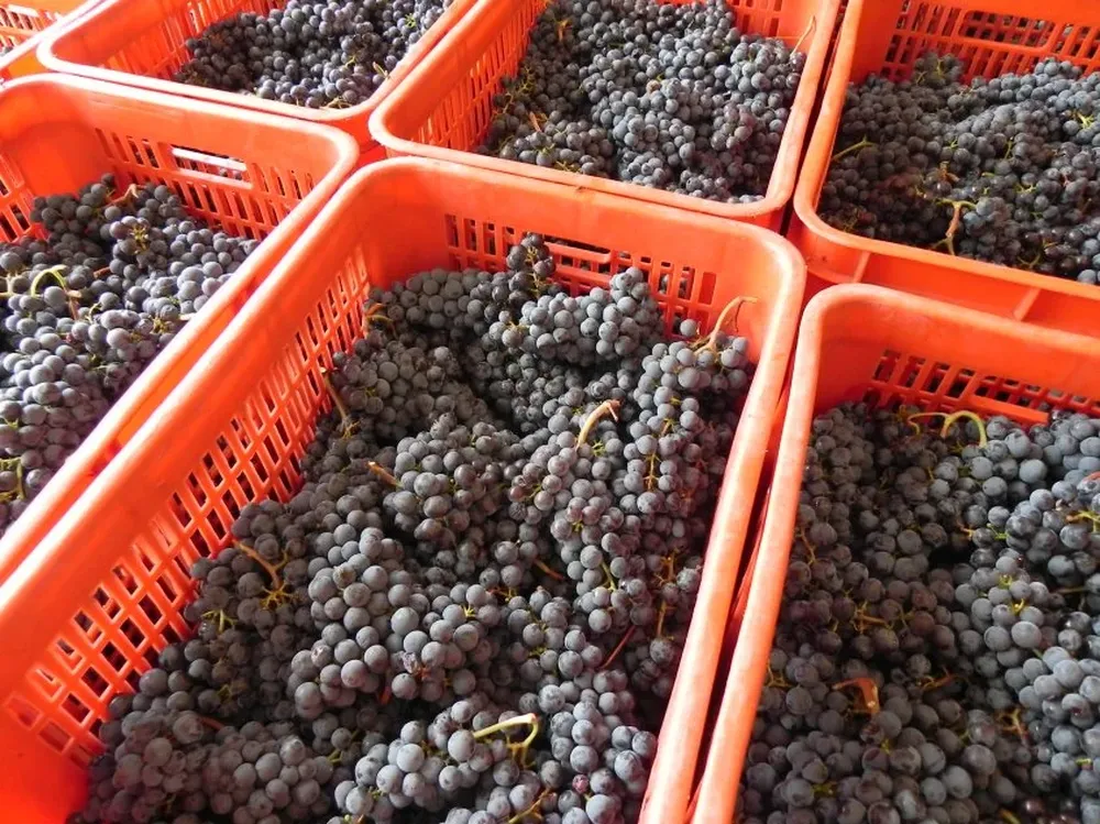 La expectativa inicial es cosechar 95 millones de kilos de uva.