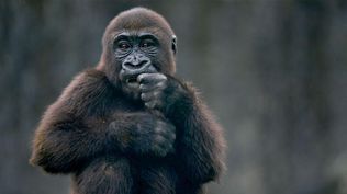 Proyecto busca que para 2030 los humanos puedan comunicarse con otras especies