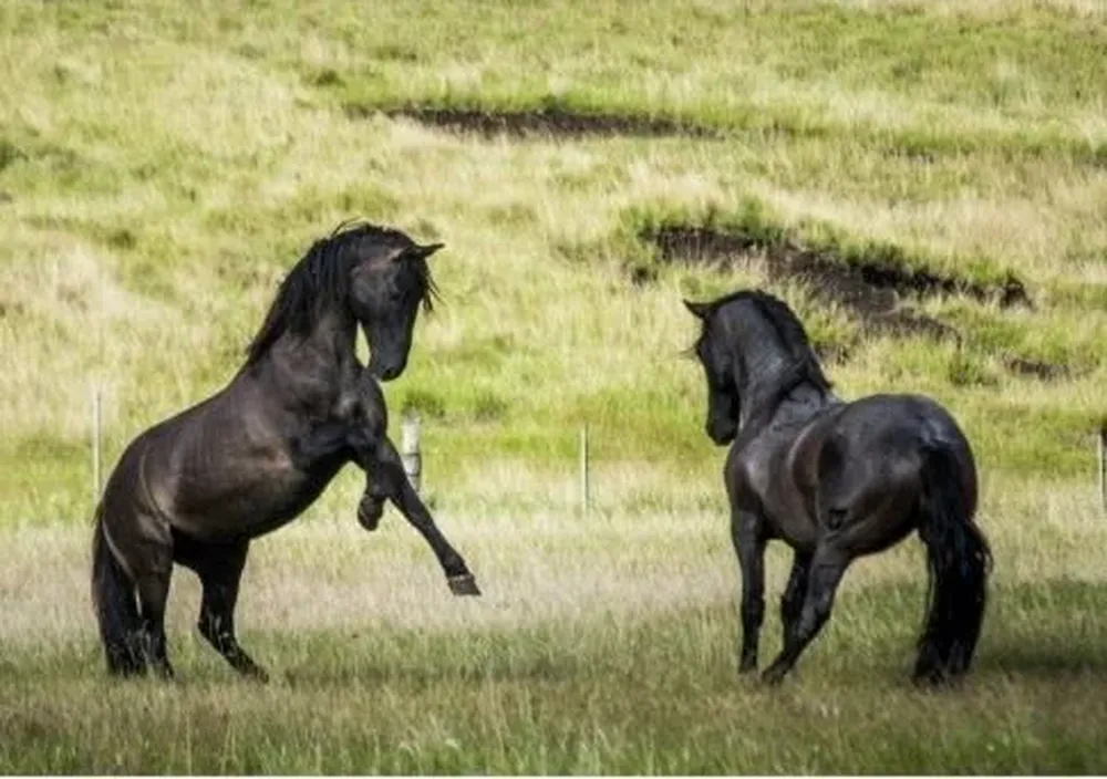 Nobleza Criolla se desarrollará de forma virtual.