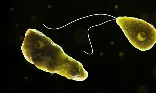 La Naegleria fowleri, ameba de agua dulce, se alimenta de tejido cerebral e ingresa al cuerpo por vía nasal.