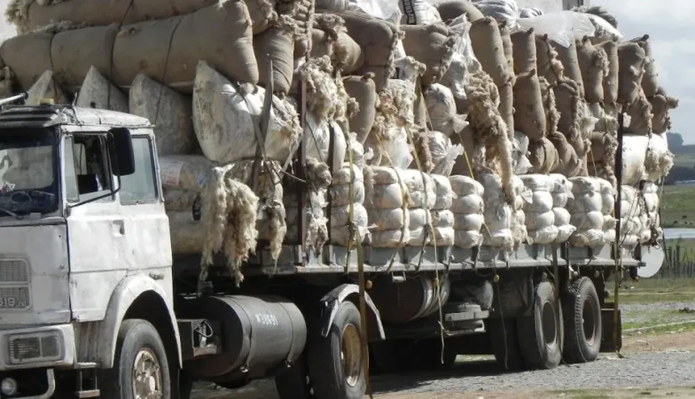 El mayor lote Corriedale de Uruguay cotizó US$ 3,90 por kilo