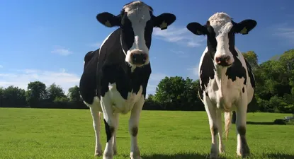 El Observador | 0000325163.webp