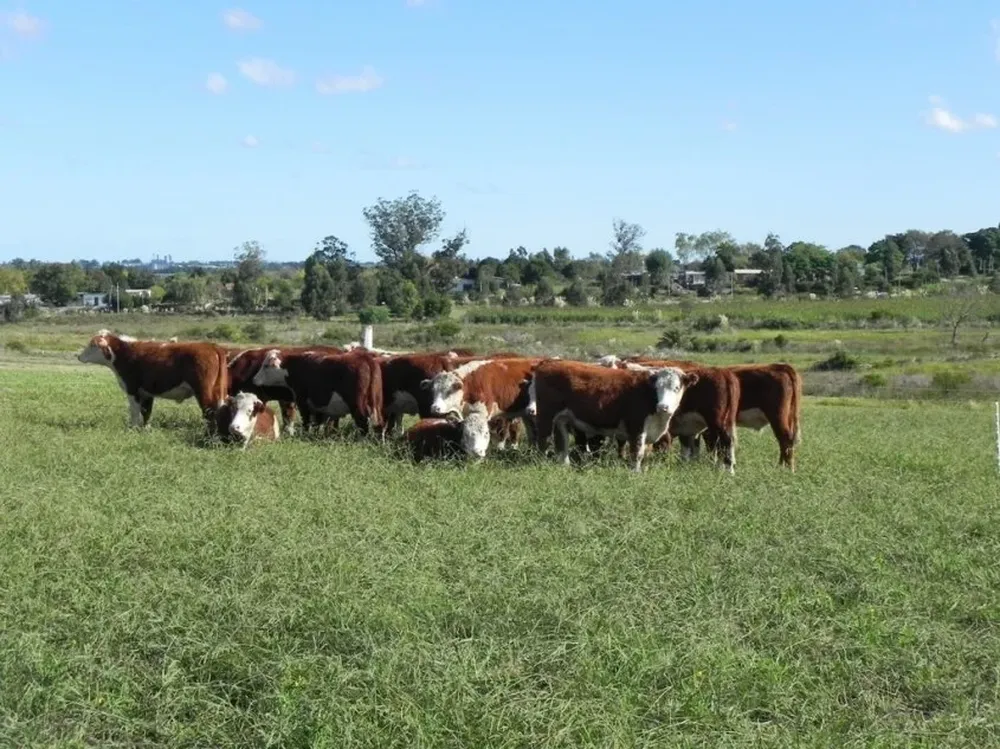 La mitad de los costos ganaderos se cotizan en pesos, factor que es afectado por baja del dólar.