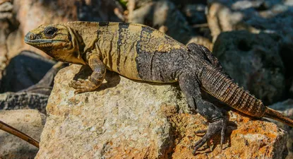 Imagen ilustrativa de un lagarto