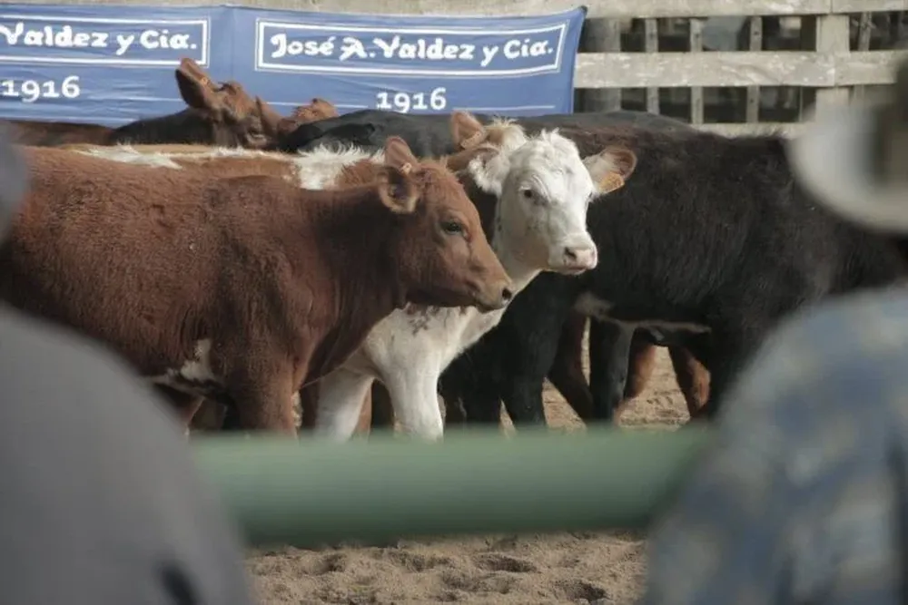 Venta Ganadera de Valdez y Cía.