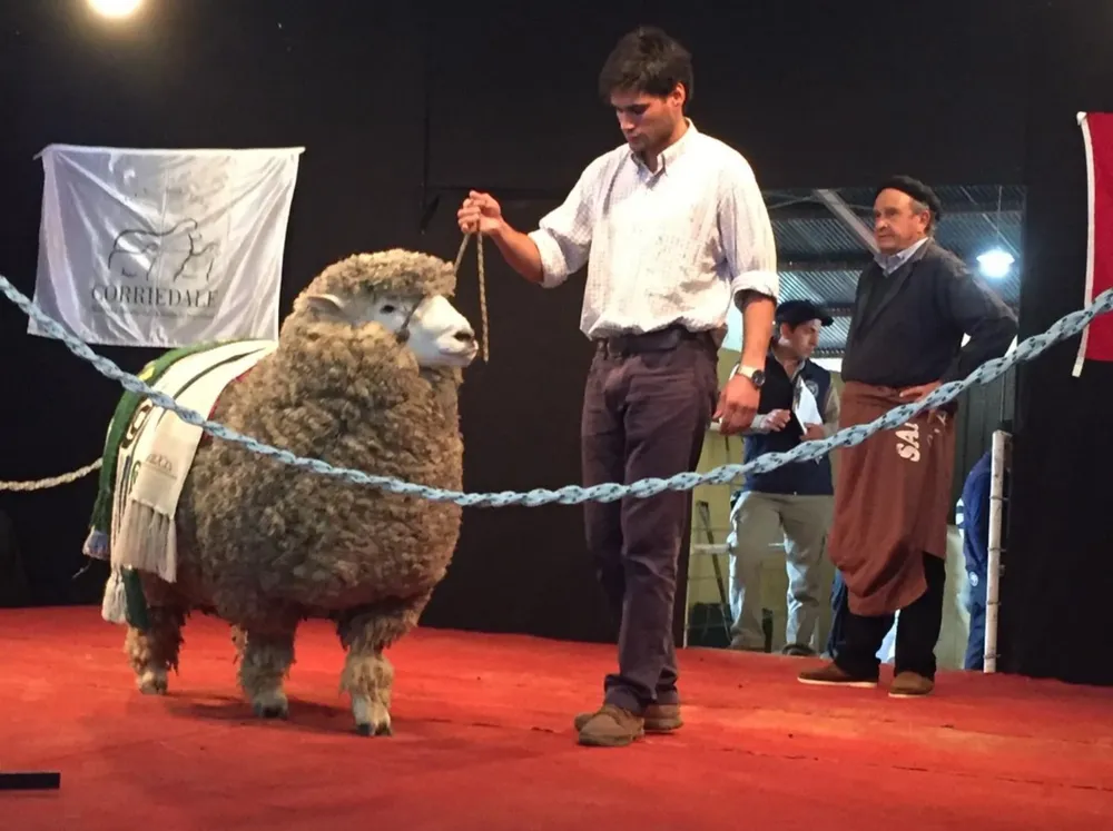 El 50% del Gran Campeón Corriedale fue vendido a US$ 10.000.
