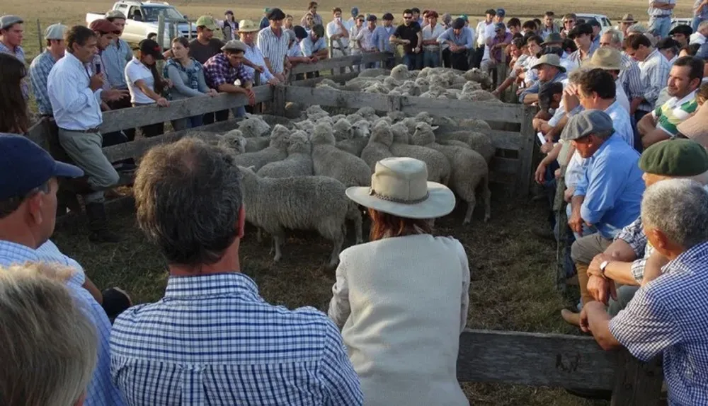Los criadores observando los productos Corriedale Pro