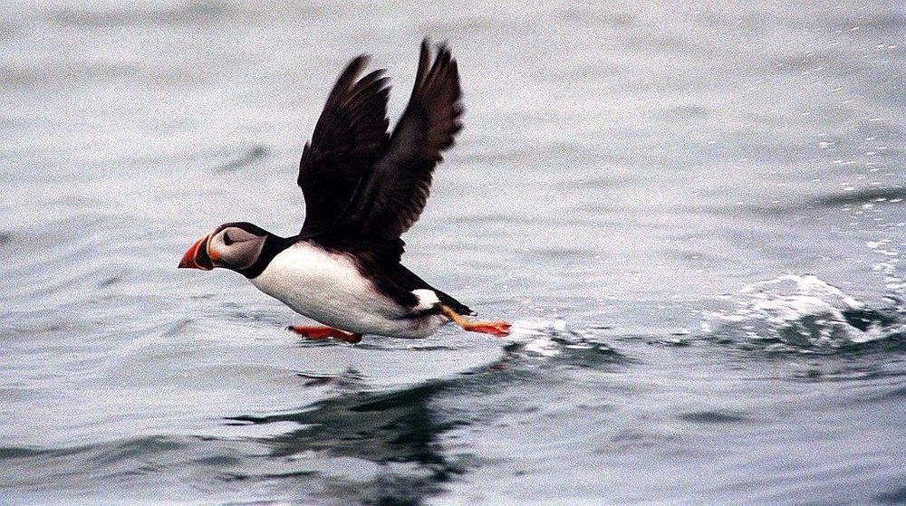 La isla es uno de los mejores lugares de la costa este de Norteamérica para observar aves.