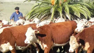 Censo agropecuario confirmó la relevancia de la cría de vacunos en Uruguay.