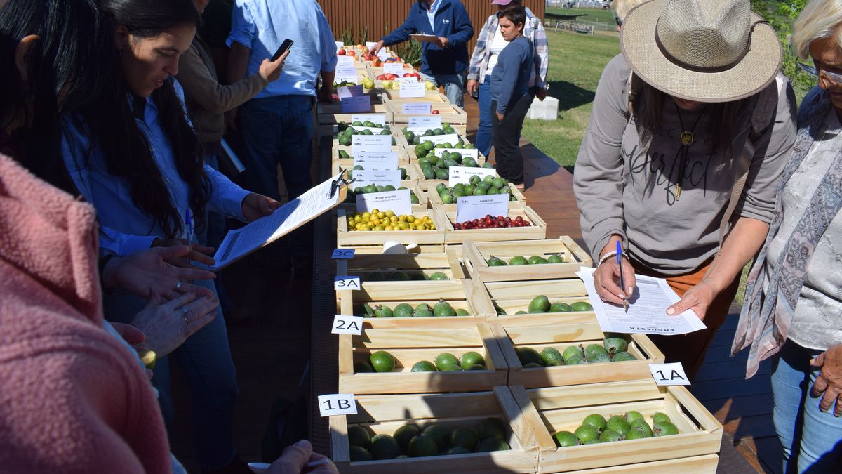 Atractivo extra en la Expo Rural de Melilla: aportes de la gente a los ...