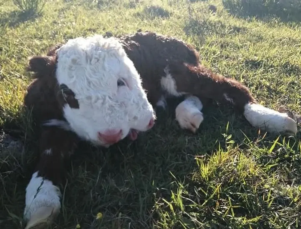 El ternero nació con policefalia, una condición genética.