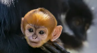 nacio un mono increiblemente raro en zoologico de sidney