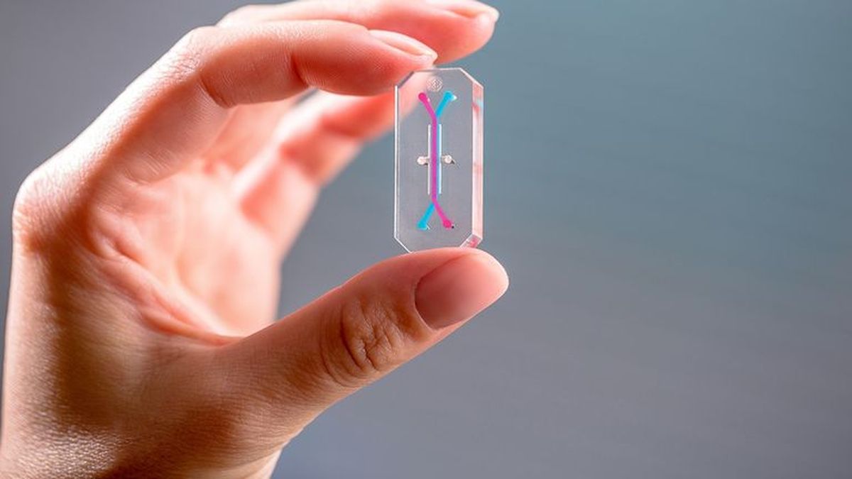 Cómo funciona el experimento de chips de órganos que viaja en la misión lunar de la NASA