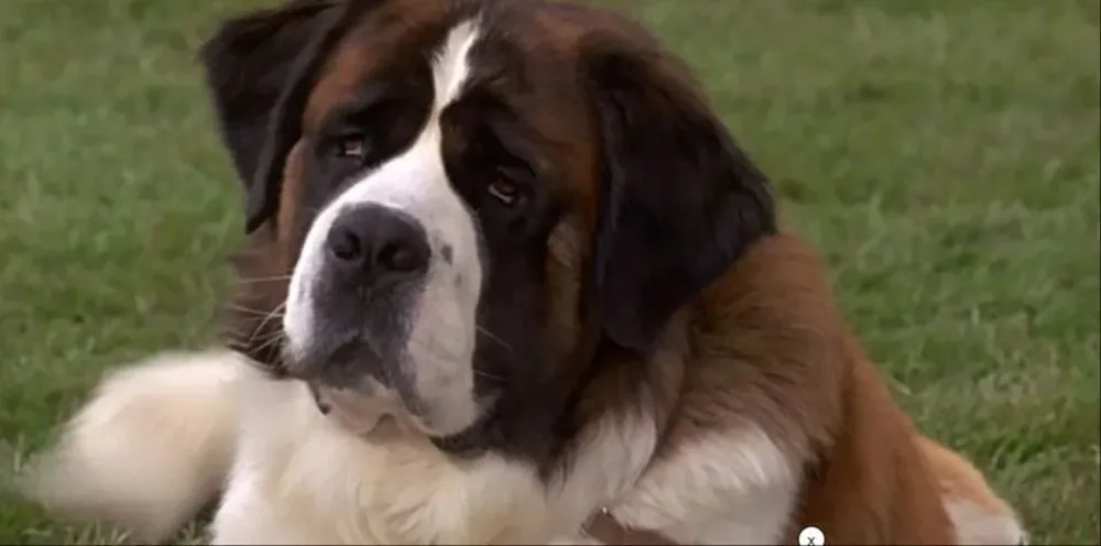 Beethoven, el clásico que nos hizo amar a los perros San Bernardo