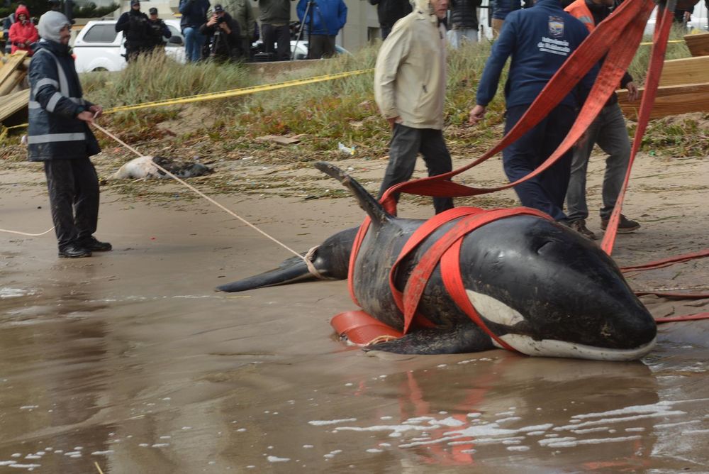 Orca varada en Punta del Este