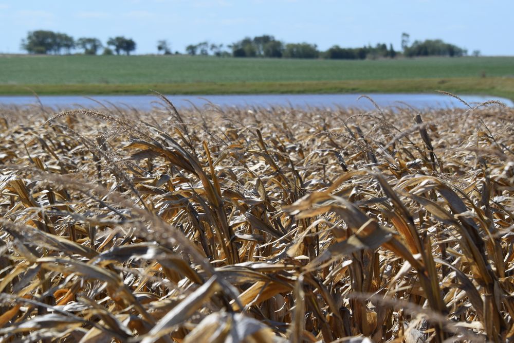 Explotaciones agropecuarias: cae el número tras una nueva evaluación.