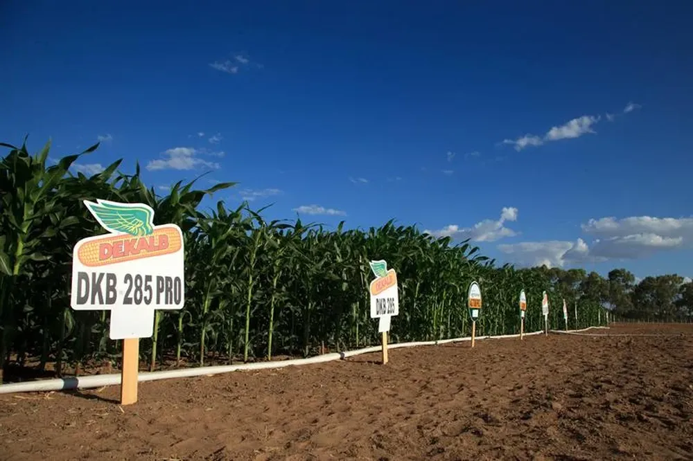 Brasil- Vista de un campo de maíz en Petrolina, en el estado brasileño de Pernambuco