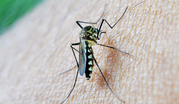 Mosquito tigre, vector del dengue.