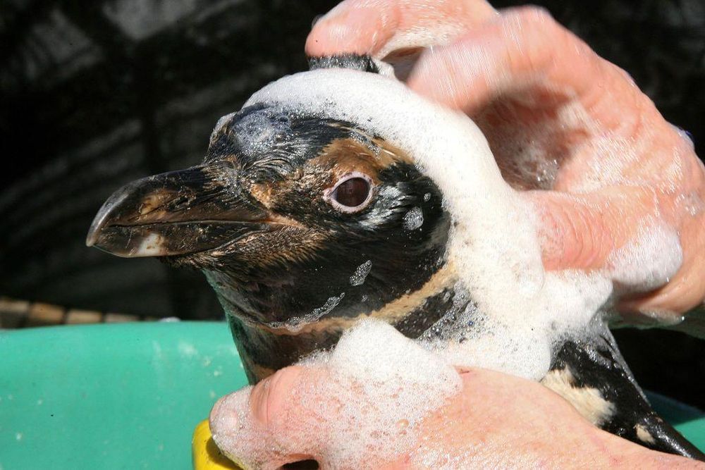 Innumerables pingüinos mueren por vertidos de petróleo, y las costas de Uruguay no son ajenas a esta penosa situación. Aquí, uno es bañado por un miembro de la ONG SOS Fauna Marina en 2007, en Maldonado, Uruguay.