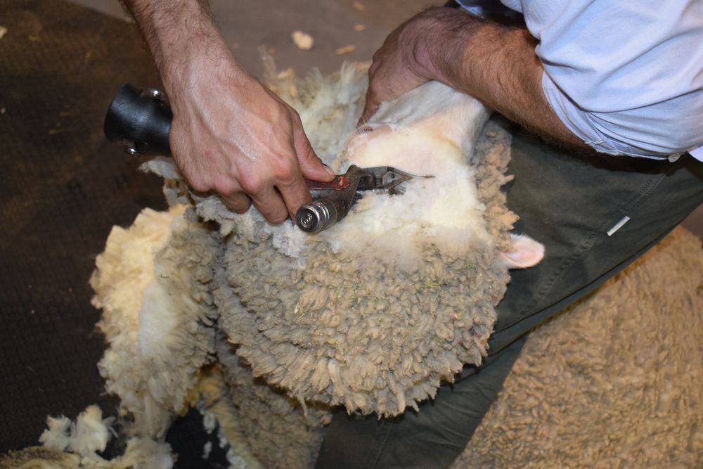 Esquila, una nueva zafra local en marcha.