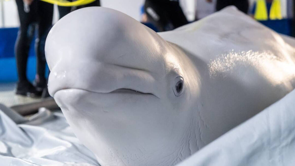 Beluga ucraniana rescatada en Valencia