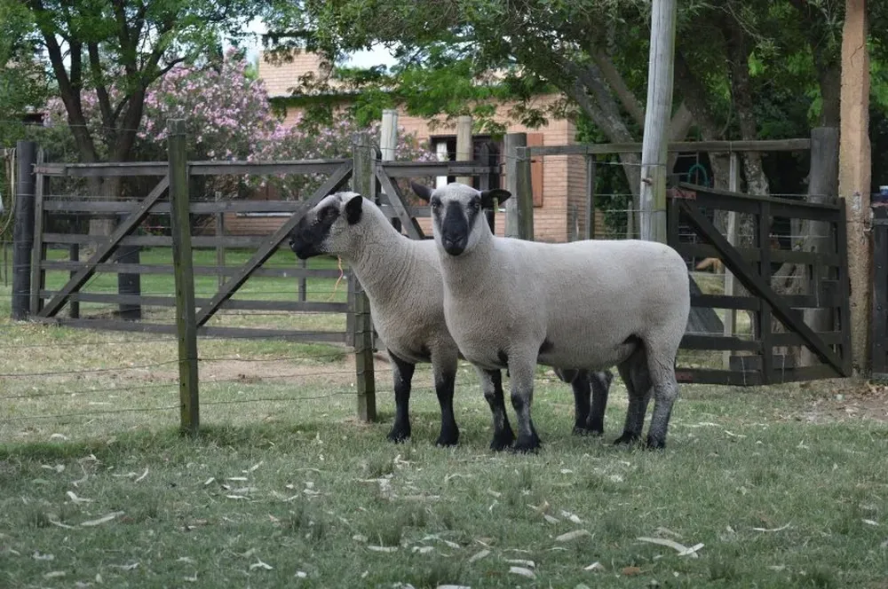 Un productor colombiano, una vez más, apuesta a la genética uruguaya para mejorar sus majadas.