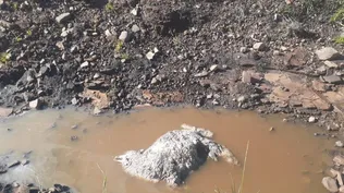 Ovino muerto tras ataque de una jauría.