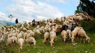Una joven italiana se sorprende al encontrar un fenómeno rural en la carretera.