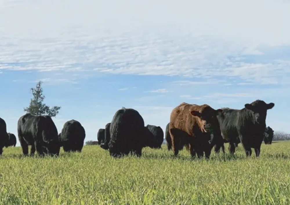 Este será el cuarto remate anual de la cabaña Los Tapiales