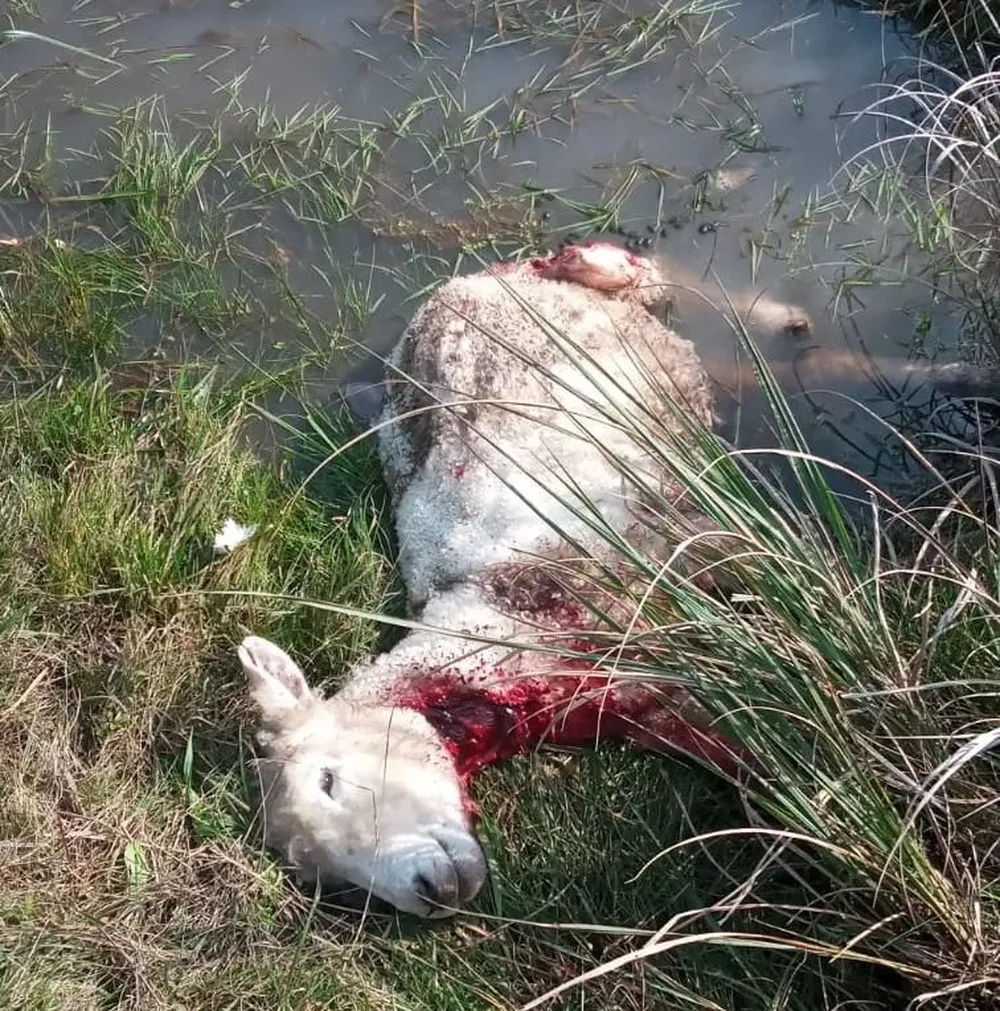 El ataque de perros se dio al mediodía.