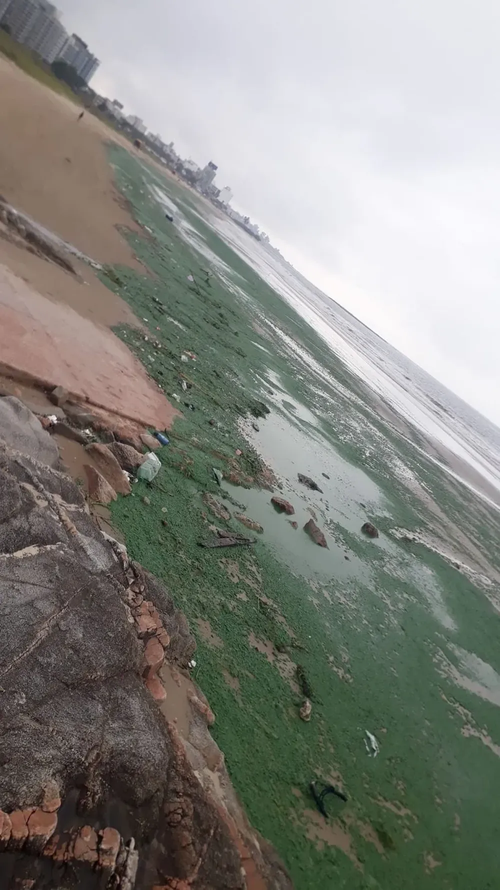 Cianobacterias en una playa de Montevideo