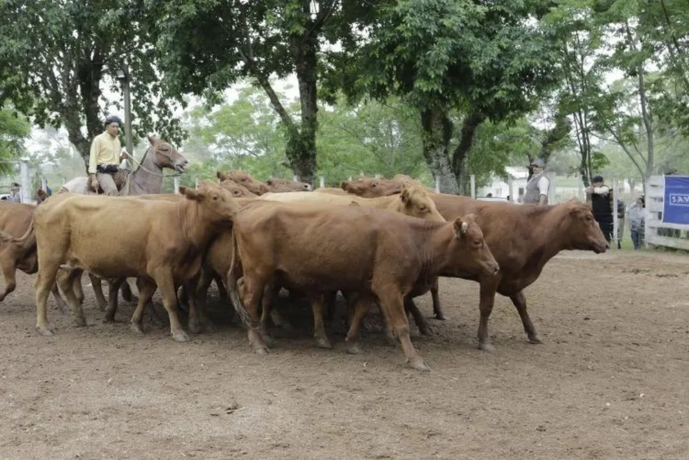Enero cerrará con dos ferias ganaderas.
