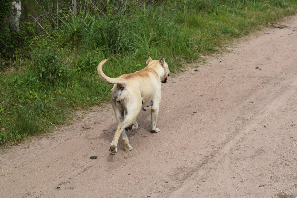 Perros sin tenedores responsables y sueltos: un problema en el medio rural y en las ciudades.