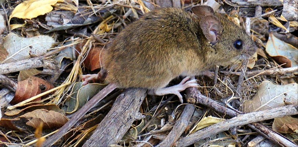 El hantavirus es transmitido por el ratón colilargo que habita la cordillera.