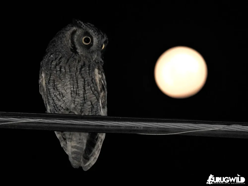 Cardenal de copete rojo