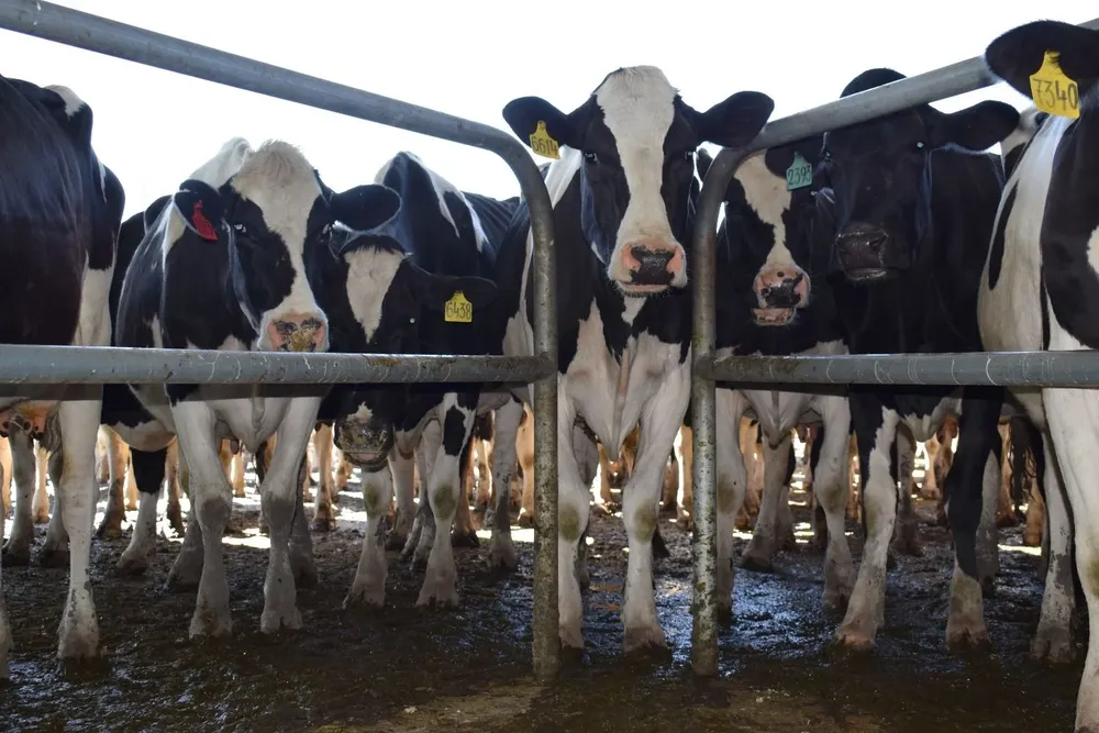 La remisión de leche a Conaprole bajó un 2% en los primeros días de enero.