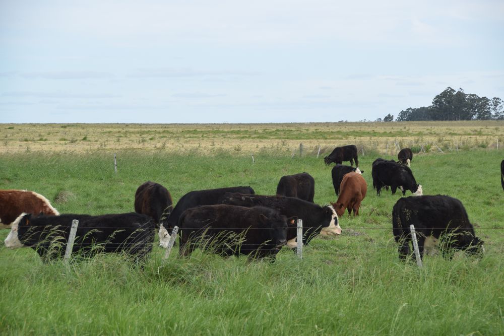 Compraventas de tierras: incremento de operaciones durante el primer semestre de este año.