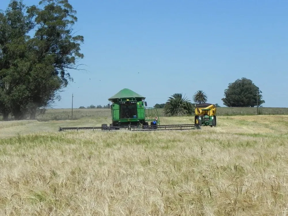 Cosecha de cebada en San José