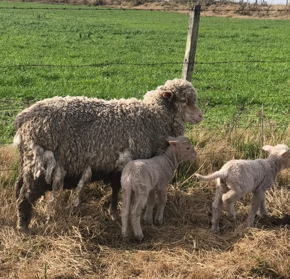 Triste es saber que esos mellizos se van a quedar sin madre, a causa de sus heridas, escribió Nicolas Cortela, propietario de los animales, en su red social Twitter.