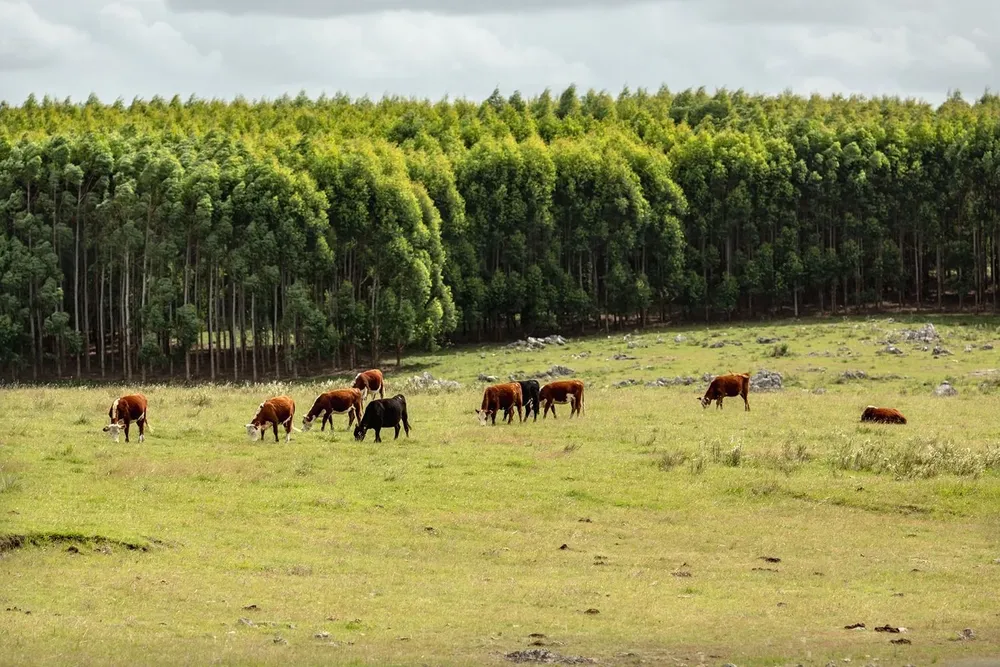 Forestación y ganadería, sinergia apuntalada por una nueva certificación.