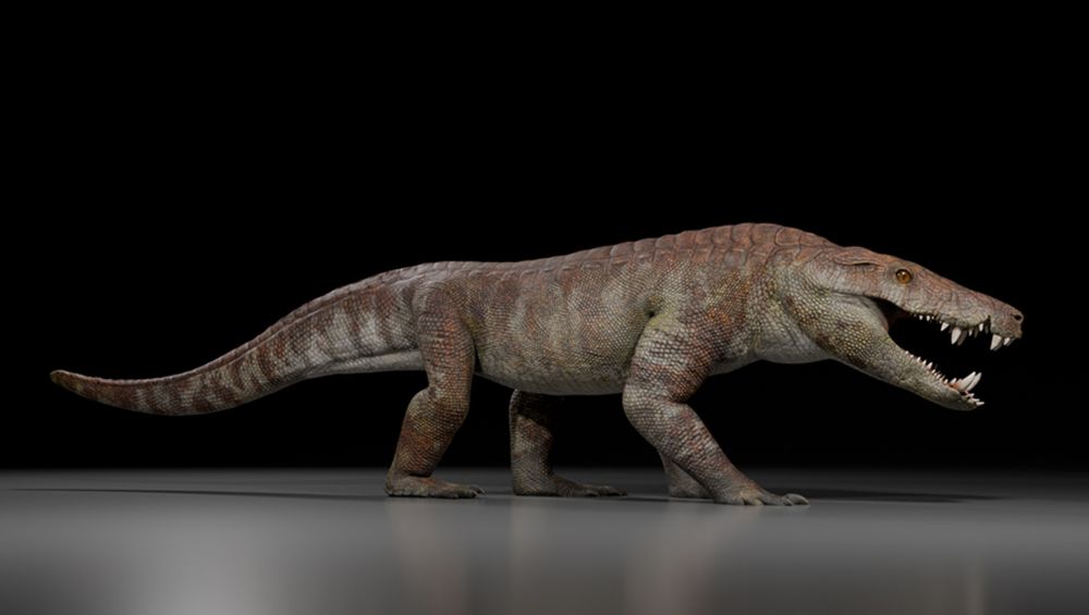 Los científicos del Conicet festejaron el hallazgo de una nueva especie de cocodrilo que se sumará a la rica historia prehistórica de la Patagonia argentina.